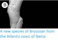 http://sciencythoughts.blogspot.co.uk/2013/04/a-new-species-of-bryozoan-from-atlantic.html