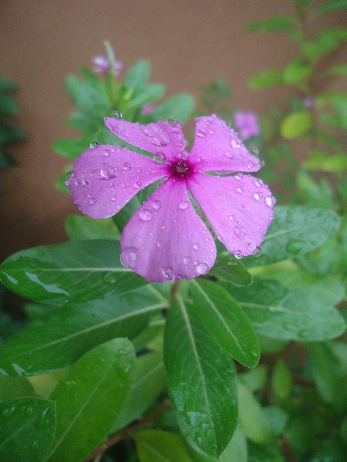 BUNGA TAPAK DARA TERBANG - Rumah Daun Muda