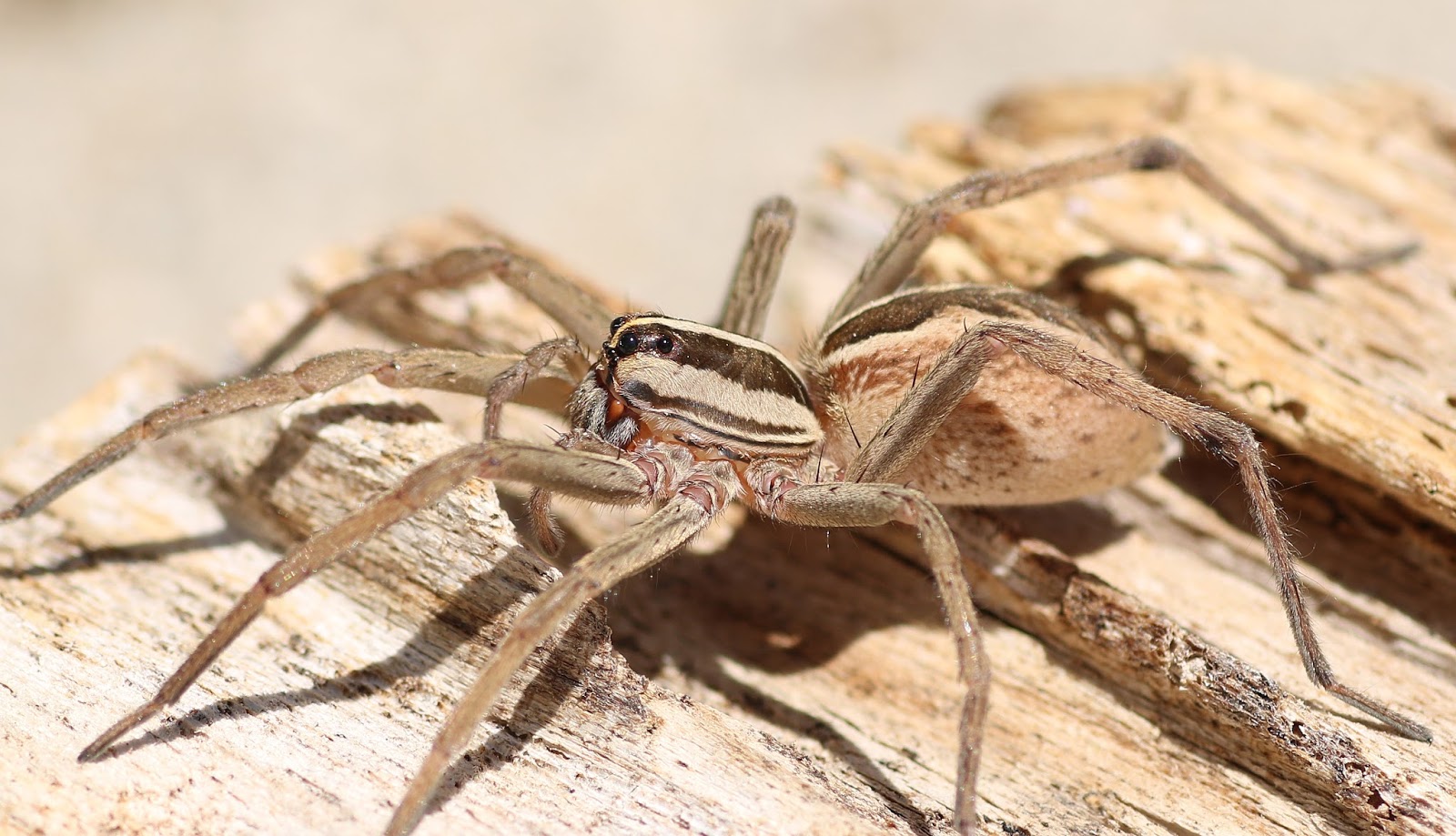 Children's Science Center - Awooo! Despite their name, the rabid wolf  spider's bite is harmless and will not turn you into a werewolf spider.  With eight eyes and eight legs, these hulking