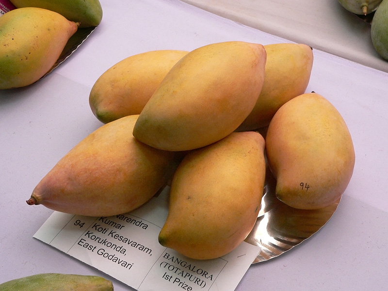 Smart Life World Hyderabad Mango Competition