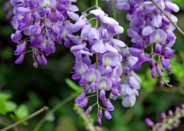 Wisteria Blossoms on The Natchez Trace