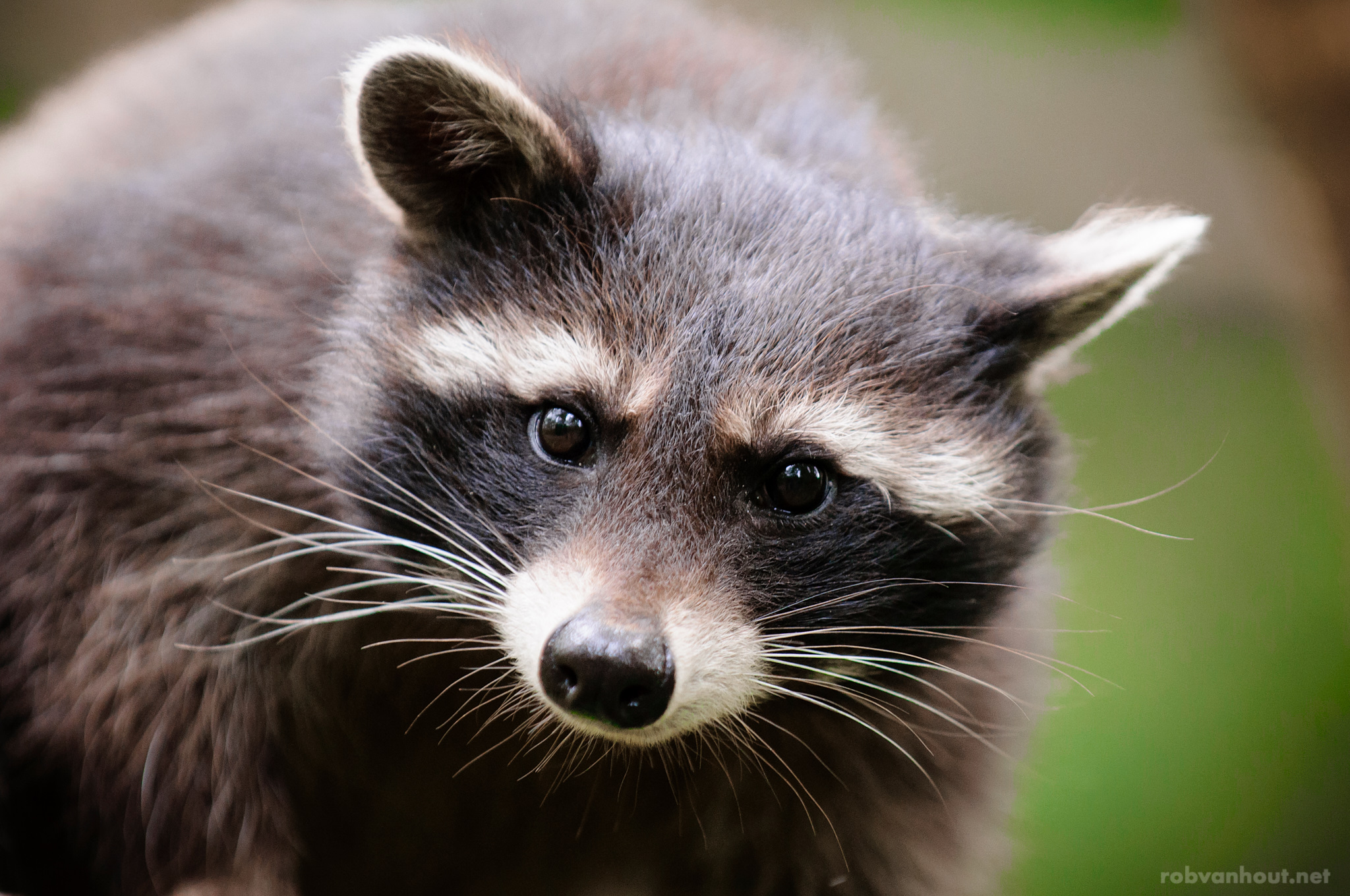 Red Pandas &amp; Raccoons Rob van Hout Photography
