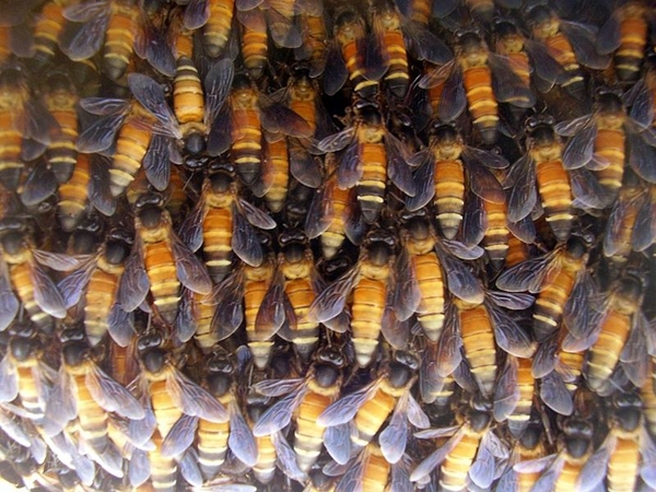 Inspirasi Terkini Lebah Tualang