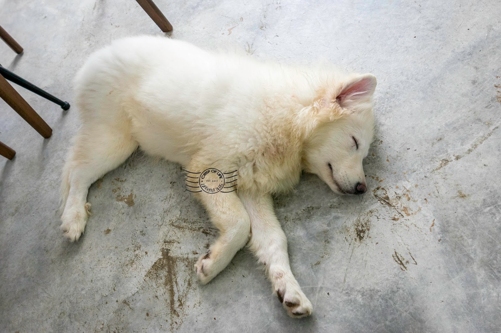 White Paws Mansion Dog House & Cafe Noordin Street, Penang Crisp of