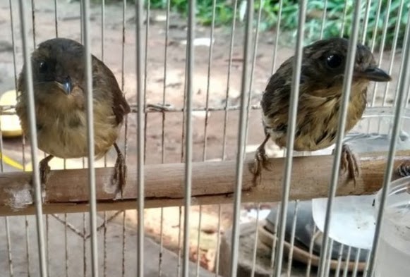 39+ Burung flamboyan gacor isian terbaru