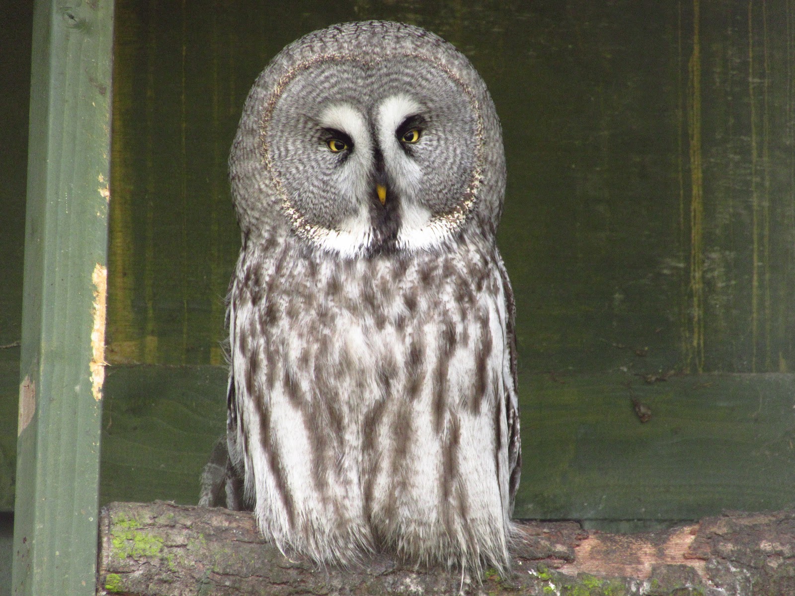 Scottish Owl Centre