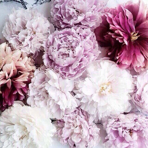 bloom in lavender, lilac and mauve | Images of inspiration in Lavender, Lilac and Mauve