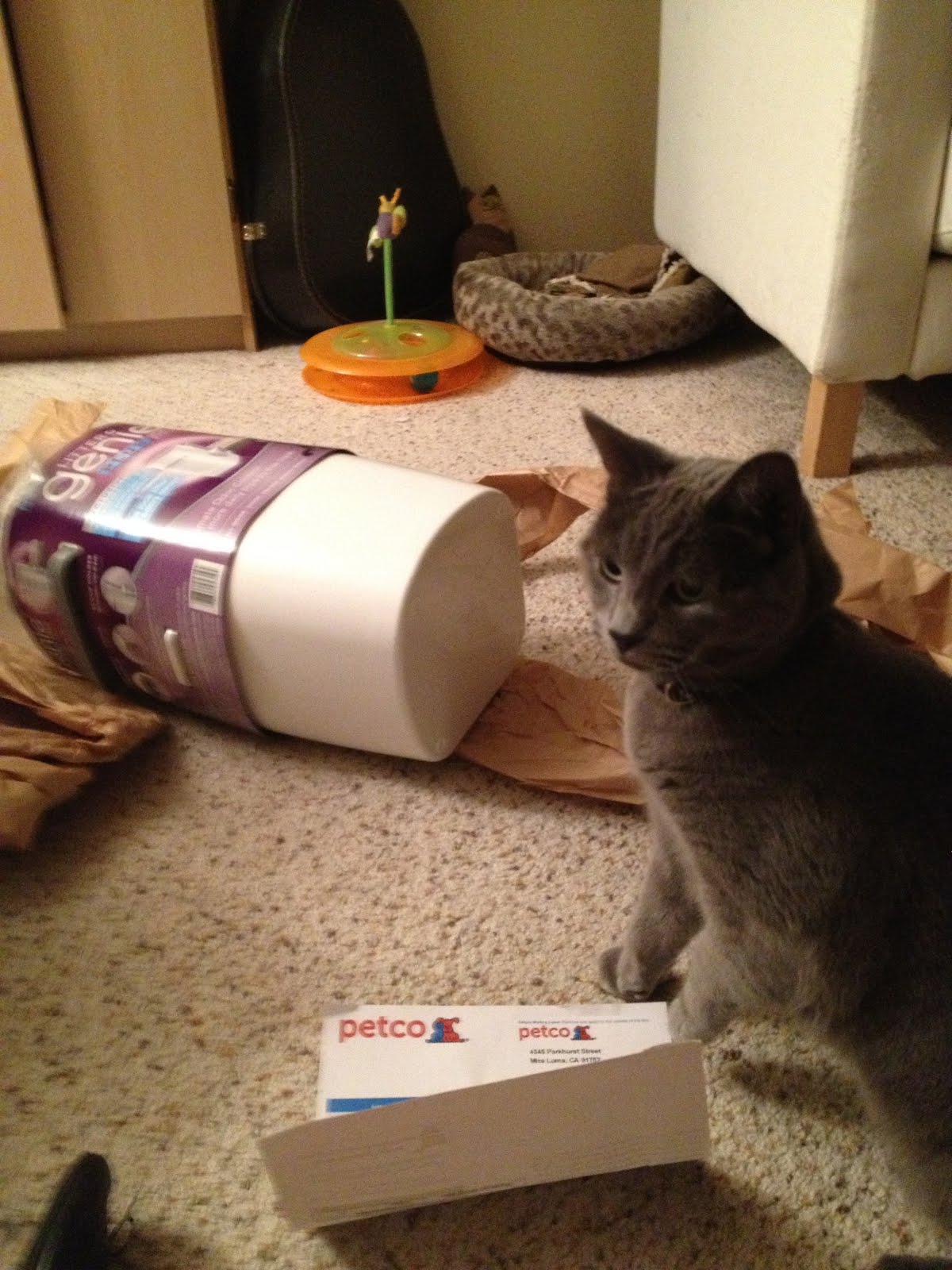 My Cat Boys Litter Genie First Time User How To