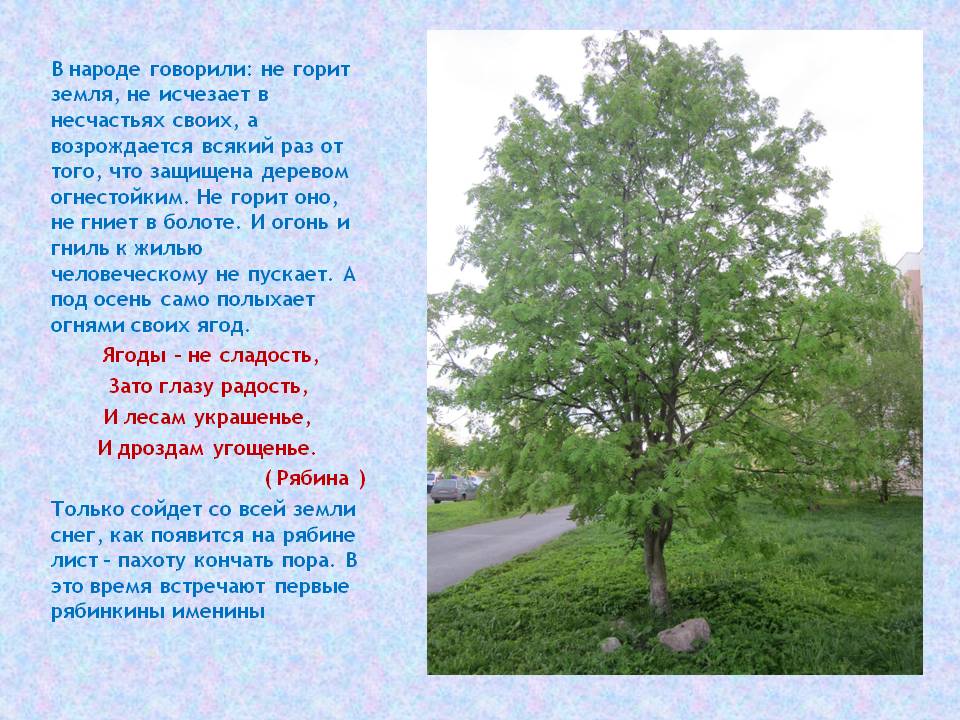 песня ой рябина кудрявая. уральская рябинушка ноты для фортепиано. ой рябина кудрявая текст песни. ой рябина кудрявая слова. рябина кудрявая текст.