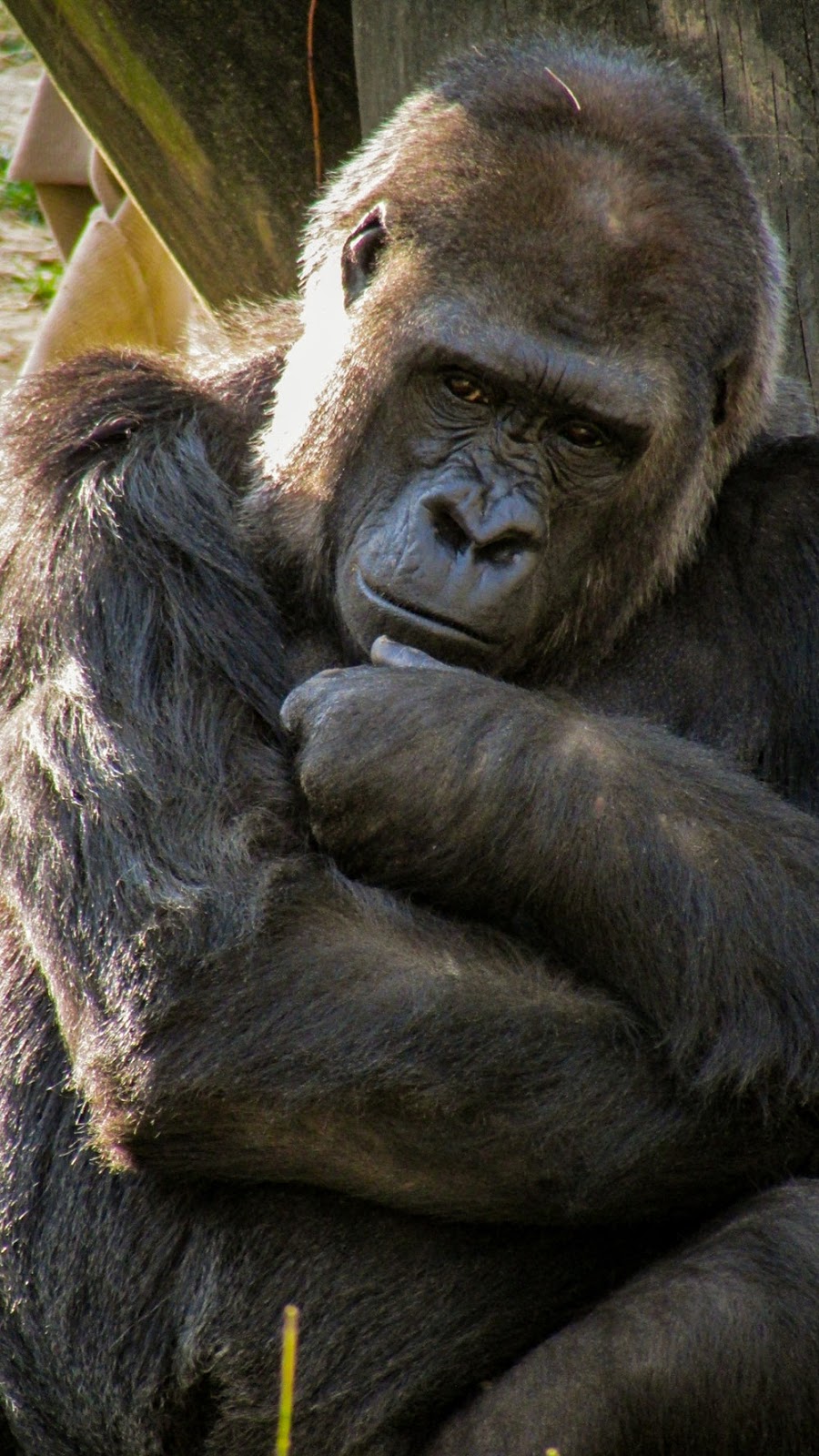 gorilla images