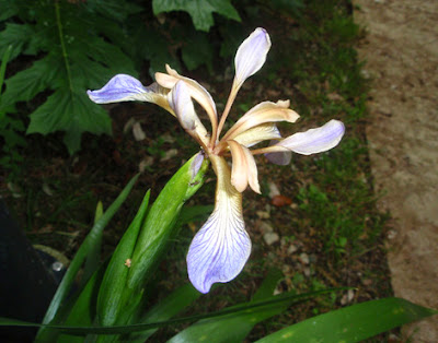 Flores azules del Lirio hediondo (Iris foetidissima)