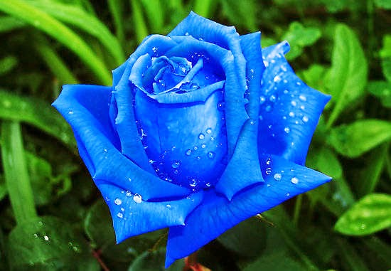 Bunga Mawar Biru, Blue Rose Flower