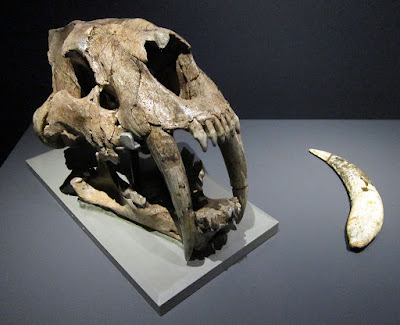 Cranio do Smilodon populator, Tigre-dente-de-sabre, encontrado por Lund em Minas Gerais