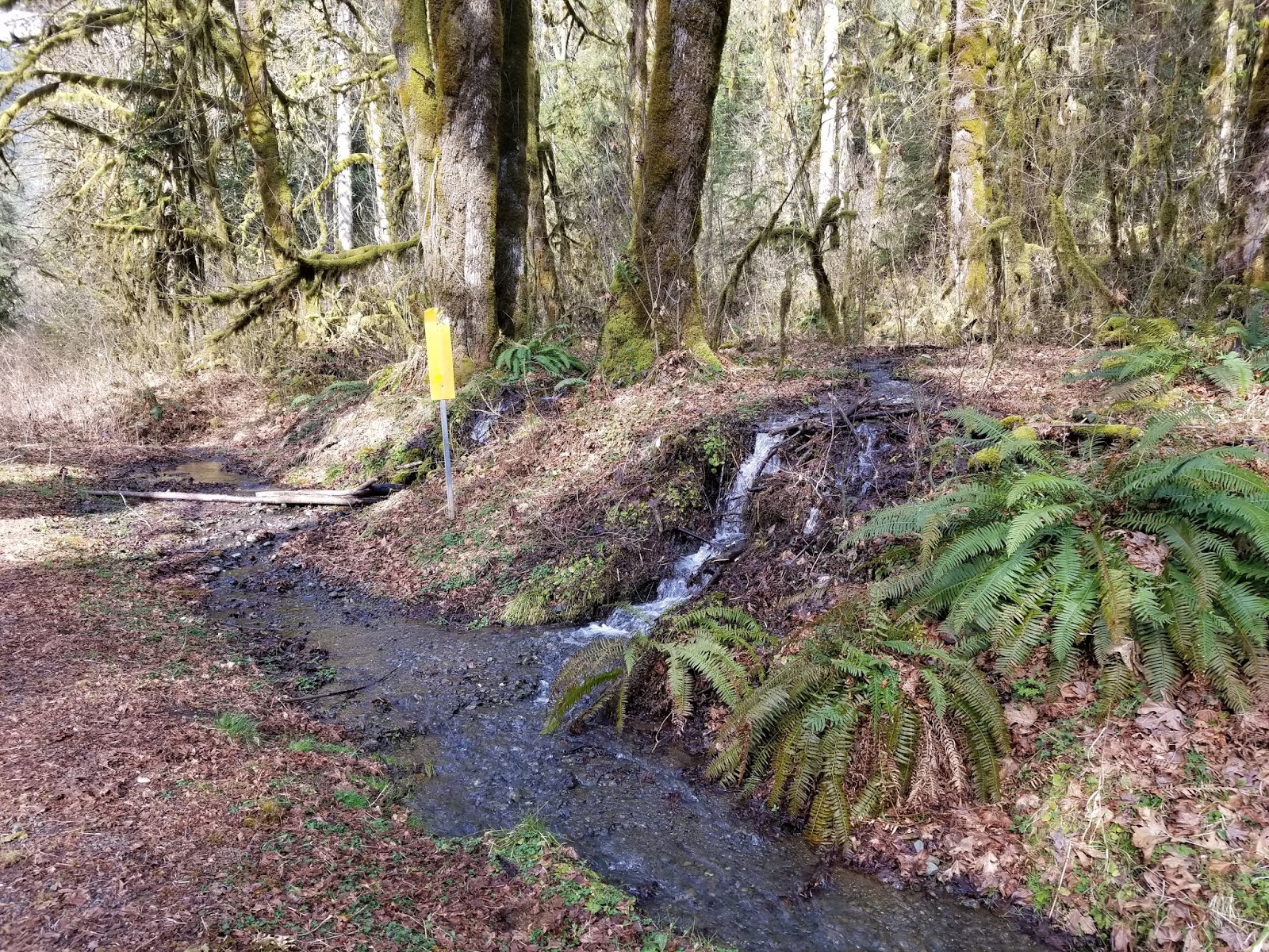 Take a Hike Lake Constance Trail, Olympic Peninsula, WA