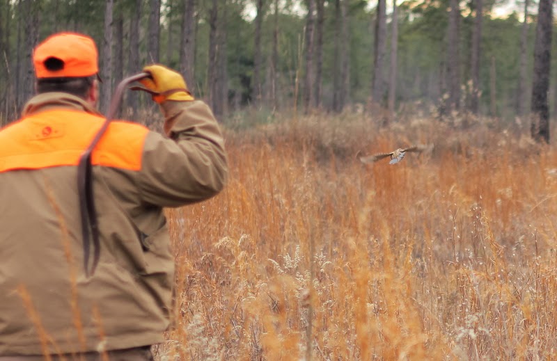 Bobwhite flushing Bobwhite flushing