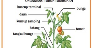 Struktur Dan Fungsi Organ Pada Tumbuhan Tomat Berbagi Struktur