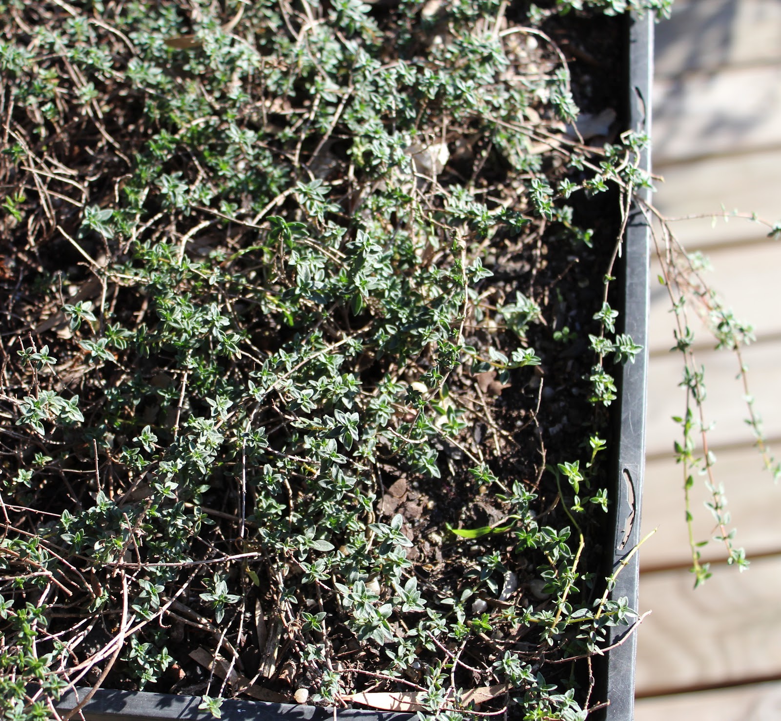Florez Nursery Caraway Thyme, Thymus herbabarona