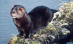 Mink ~ Animals Images