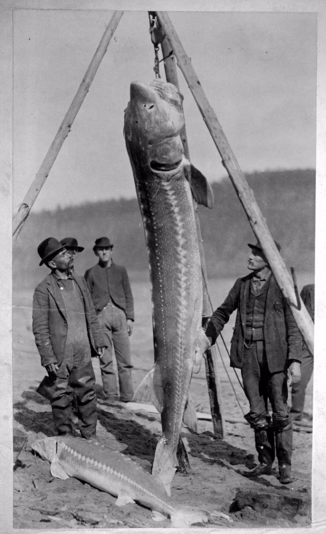Big Catches of the Past  Fascinating Photos of Fishermen and Their Trophies - 8