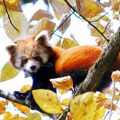 Panda rojo (Ailurus fulgens)