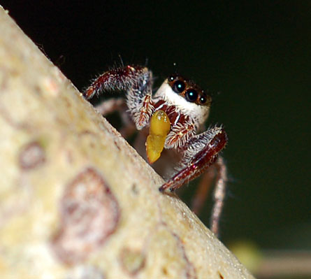[Image: Bagheera+kiplingi+eating.jpg]