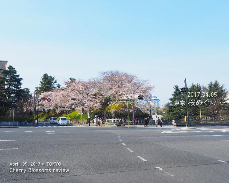 四谷駅の桜