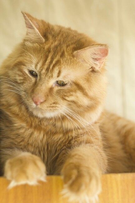 The Breeds World: 8 Most Affectionate Cat Breeds