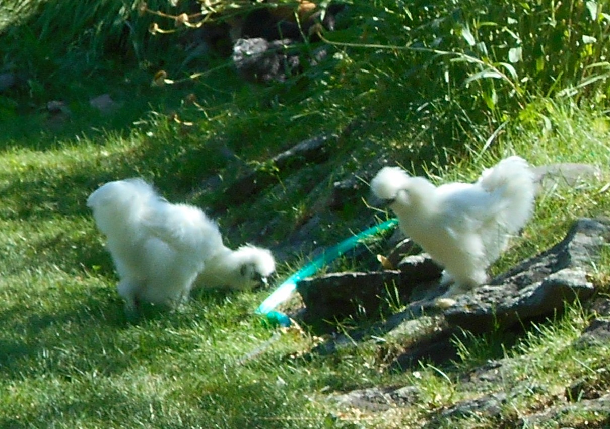 Montana Woolies Free Silkie Chickens!