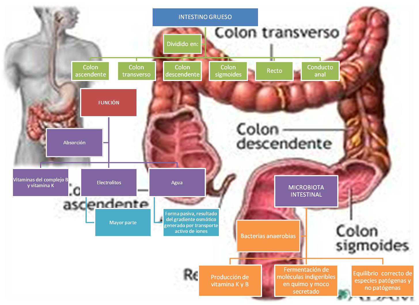 Que Es El Intestino Grueso