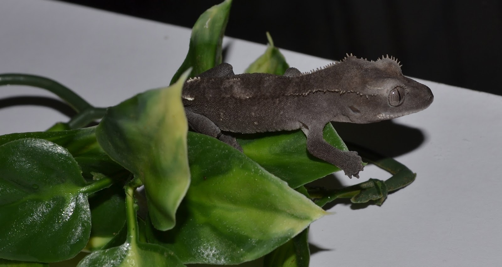 Crested Geckos Blog: December Crested Gecko Update