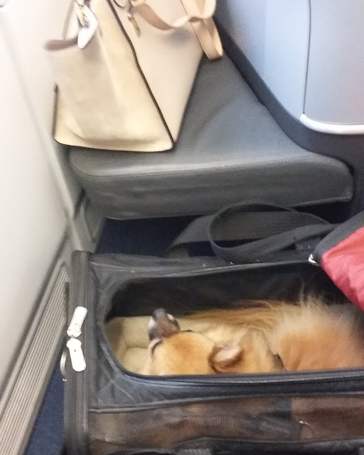 lufthansa pet carrier