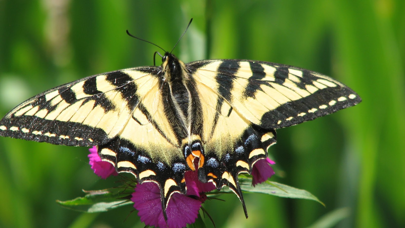 Canadian Tiger Swallowtail Butterfly photos South Burlington, Vermont