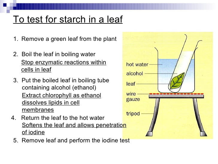 SCIENCE (FORM 2) Chapter 4