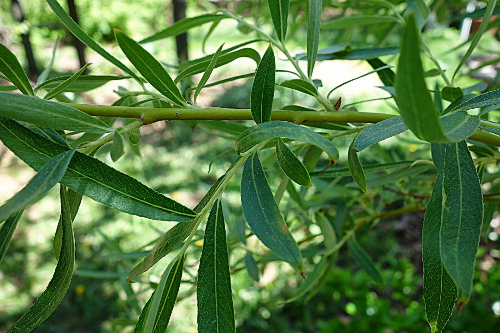 woman with wings making willow water