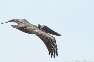 Brown Pelican