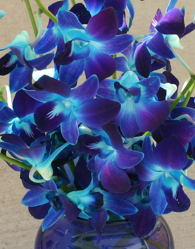 STEMDYED ORCHIDS A work of art made easy Sowing the Seeds
