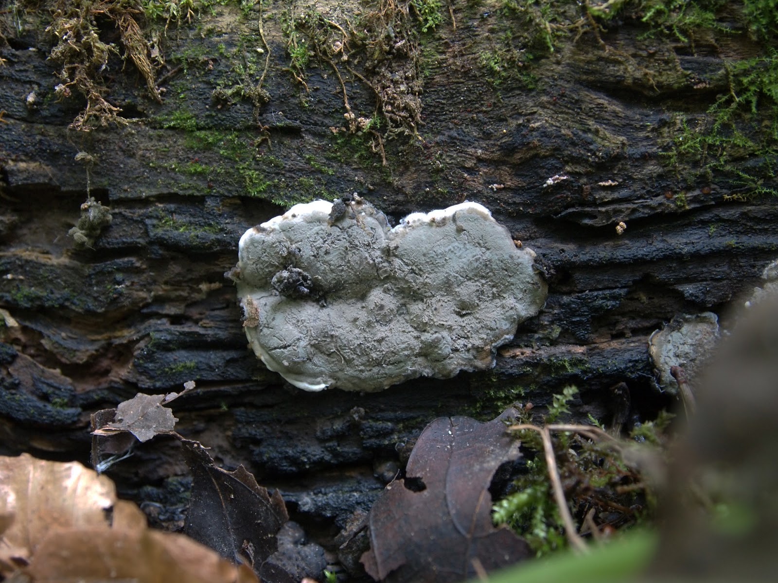 Calderdale Fungi Halifax Scientific Society Mycology Section