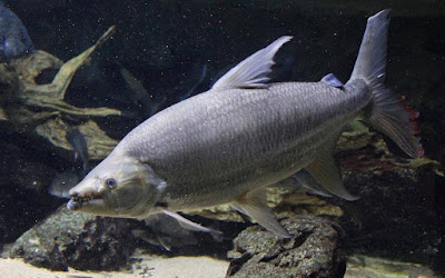 Goliath Tigerfish Catfish Ikan Predator Air Tawar Yang Merupakan Perenang Aktif Di Akuarium Goliath Tigerfish Catfish Ikan Predator Air Tawar Yang Merupakan Perenang Aktif Di Akuarium