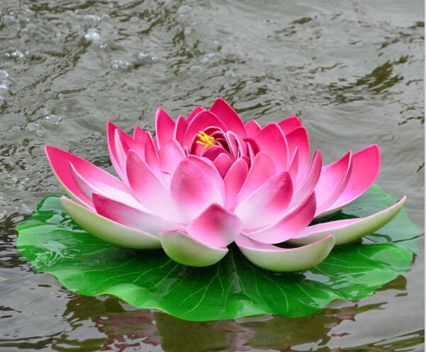 Lotus Flower!