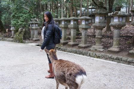 Kyoto - Deer on the grounds of Kasuga-taisha Shrine