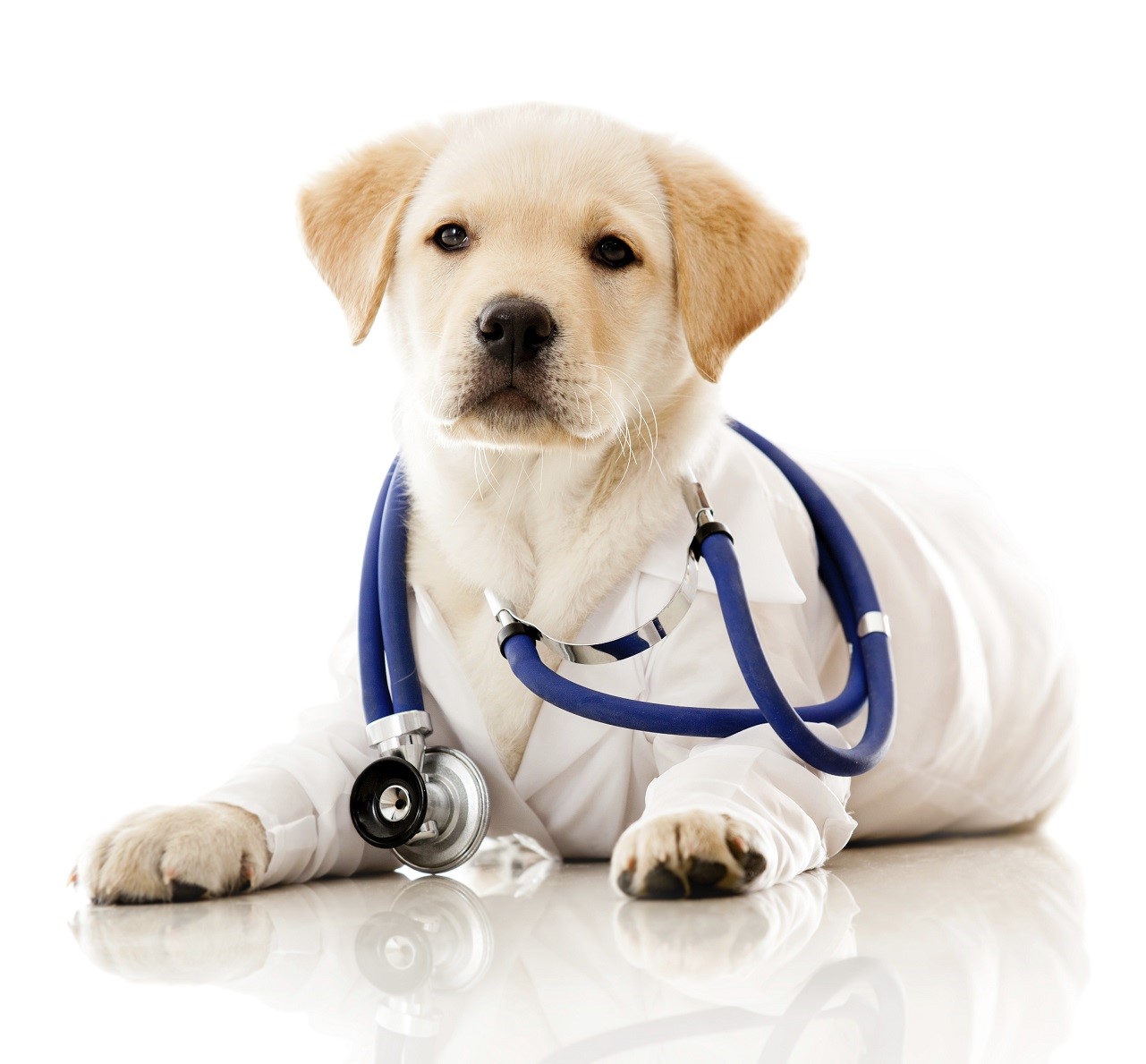 Berkeley Heights Animal Hospital Neutering Your Dog What You Need to Know
