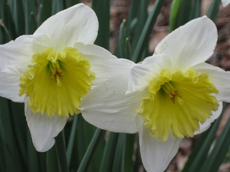 Green Meadows Community Garden Daffodils or Jonquils?