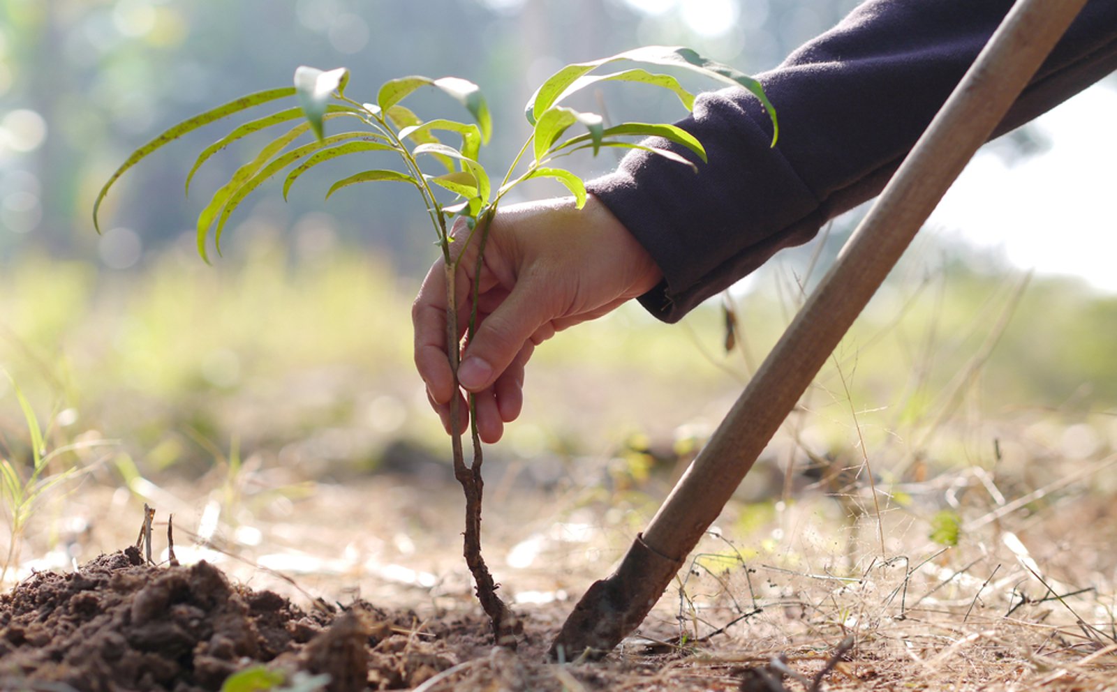 Липа мелколистная рядовая посадка. Дерево утун. Два посаженных дерева. Два посаженных дерева. Посадка кустарников осенью.