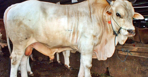 3 Cara Termudah Mengetahui Hewan Ternak Sehat Atau Sakit Layak