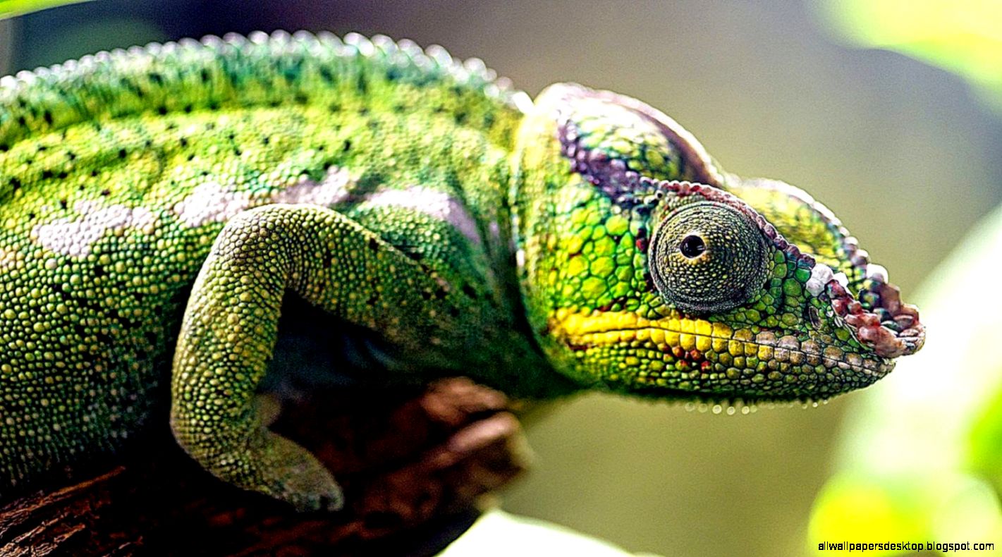 Chameleon Close Up Lizard Hd Wallpaper