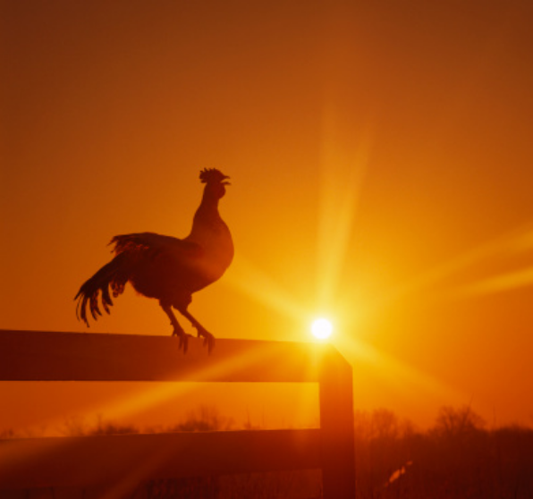 петух кукарекает. петух солнце. петушок на жердочке. стилизованное солнце. золотой петух куприн книга.