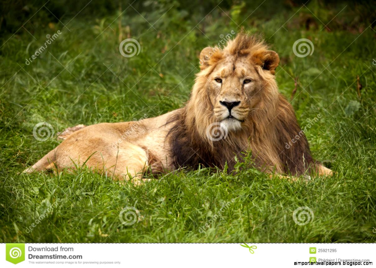 Lion Lying In Grass Royalty Free Stock Photo   Image 25921295