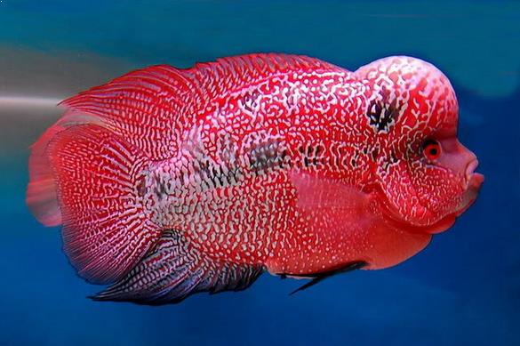 Hobi 20 Jenis Ikan Louhan Dan Cara Perawatannya