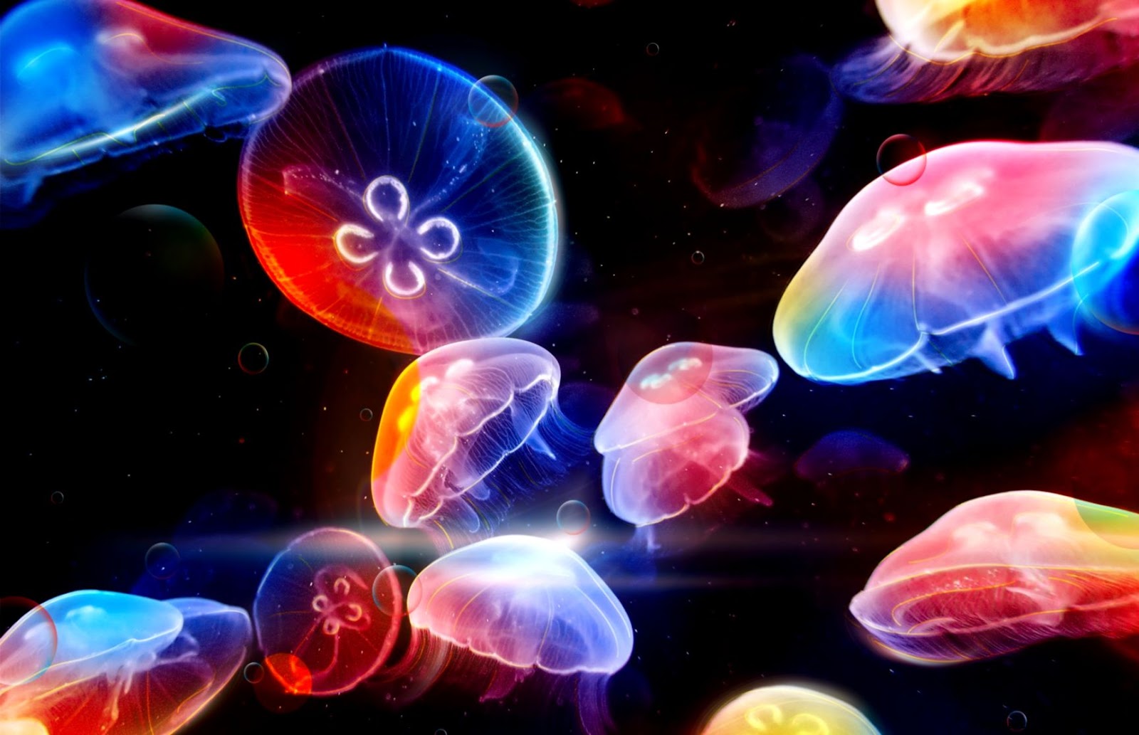 Rainbow Jellyfish Wallpaper Wallpapers Gallery