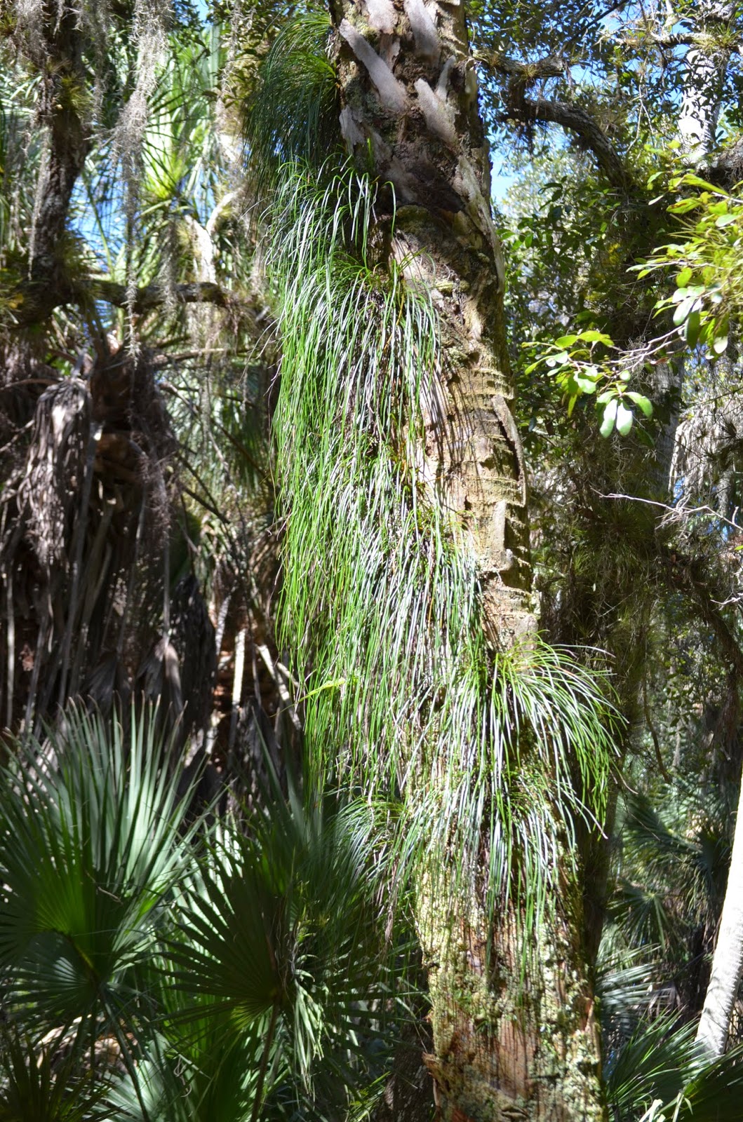 Succulent Bromeliads and others : 09/01/2014 - 10/01/2014